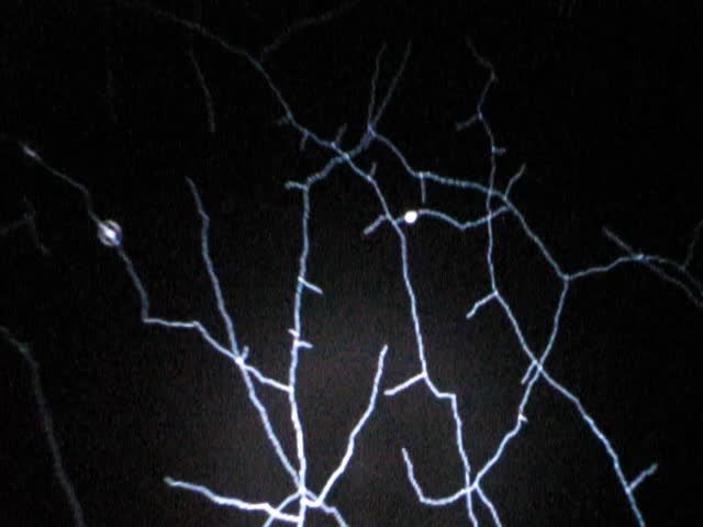 White branching lines of an artificial mycelium on a black screen